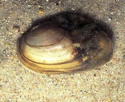teichmuschel teichmuschel